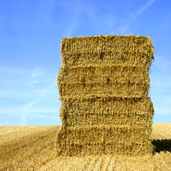 I cryed in the haystack on my own because you were gone  [[FREE DOWNLOAD]]