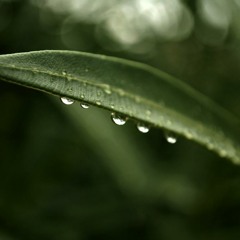 Gotas de Agua