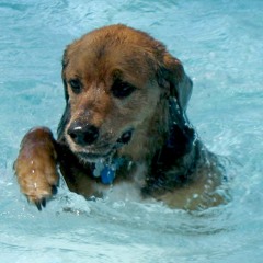 Why Dogs Are Better At Swimming Than Vaughan
