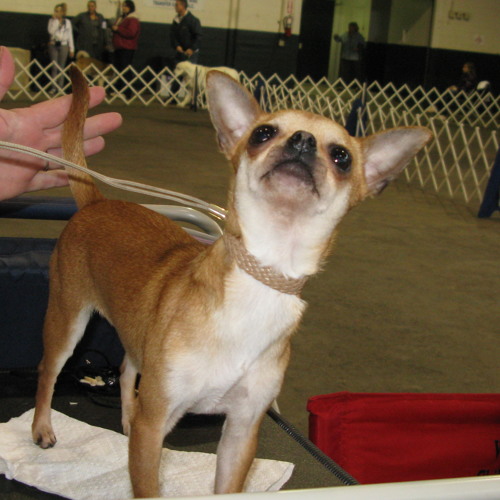 Lehman kennels cheap
