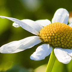 Gustavs Lullaby (instrumental) - Thomas Mavian