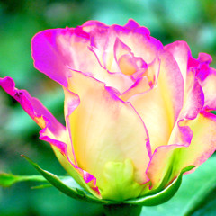 Chechigo - Wild Rose