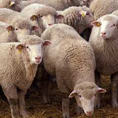 The Wool