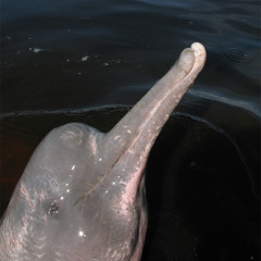 Amazon River Dolphin: BOTO (29.10.2011 Yuma, Amazonas, Brazil)