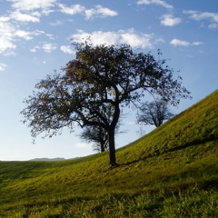 Der Baum(des Lebens) feat K.E.S.I.R