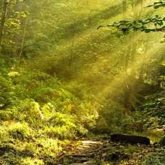 Sunny Goal xeronema remix