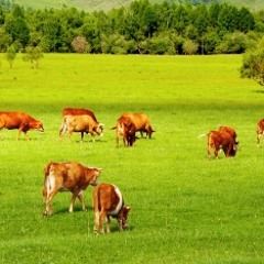 RASA SERRA - Palšus ganiau jautelius [Acappella] [ Lithuanian Folklore ] [ www.rasaserra.com ]