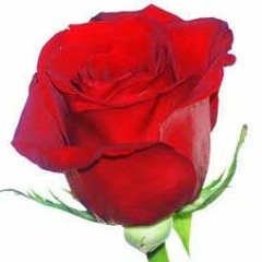 تک نوازان - برنامه گلها