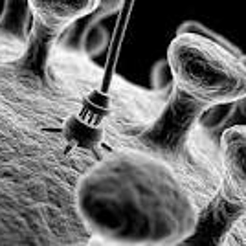 Nano cellule...komatik live