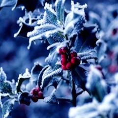 Holly, Ivy & Evergreen (The Holly & the Ivy, O Christmas Tree)