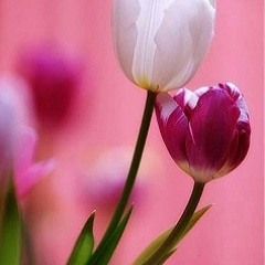 جهاد عقل ..رقصه فارس الكمان