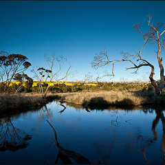 The Bush Billabong