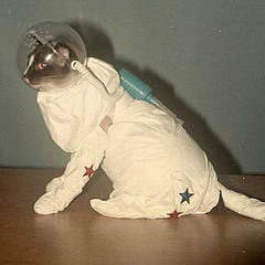 Autonarkose/Traumtaenzer (mobpithekid Interpretation)