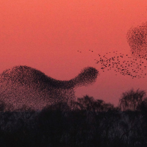 Murmuration (Only)