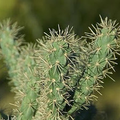 Introducción a la Canción Cardenche voz del sr. Ernesto González Domene