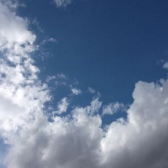 der gesang des freien raben