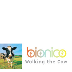 Walking The Cow