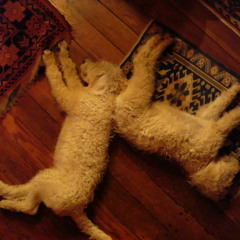 Dreamliner They landed  327