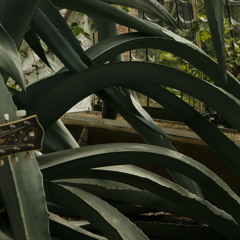 AGAVE