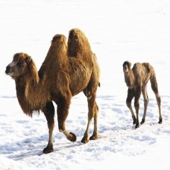 Mixtape - Bloody Beach Pirate Radio Vol. IV - Radio Electricairo