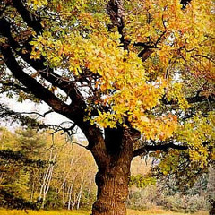 RASA SERRA - Pūtė vėjas [A cappella] [ Lithuanian Folklore ] [ www.rasaserra.com ]