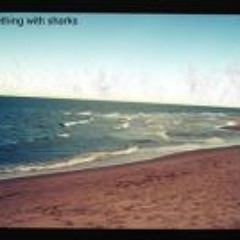 Something With Sharks - Friends (Car Commercials)