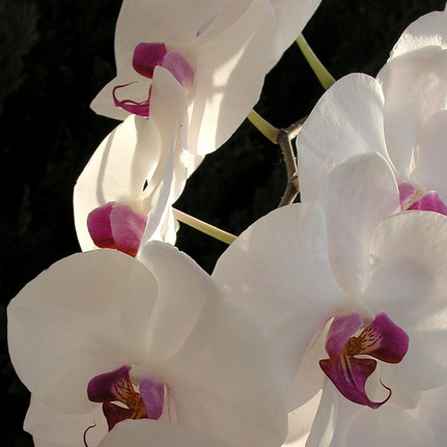 گـل ارکـیــــده