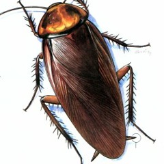 Ricardo El Cockroach