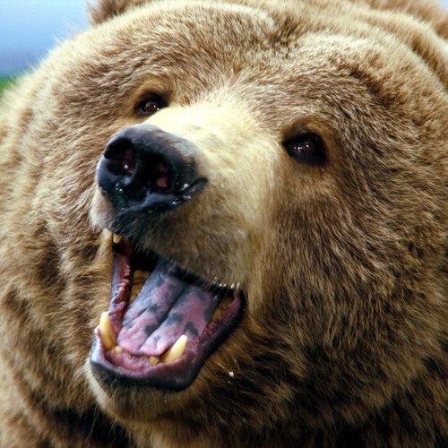 Bear Hug  featuring Bear