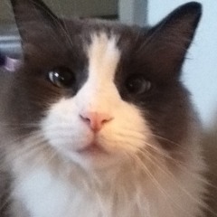 Little Lion Man Cover