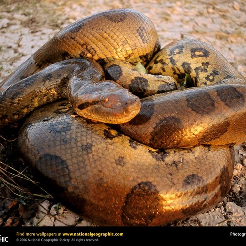 09 Mente Insana - Cartel MCs