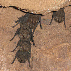 BAT (Mamori, Amazonas, Brazil 31.10.2011)