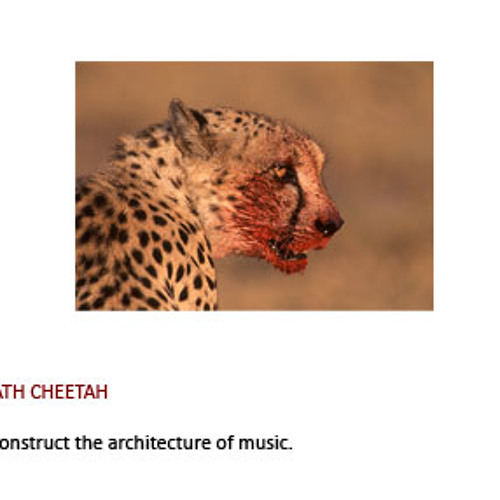 Death cheetah come mai
