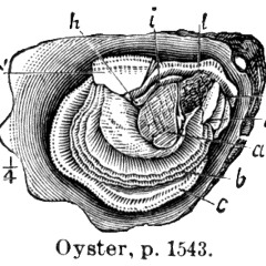 Genoslaw - Digital Oyster