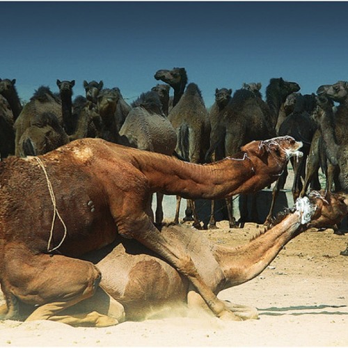 Camelfuck - Mr. Oizo (ToBy Screamer Edit)