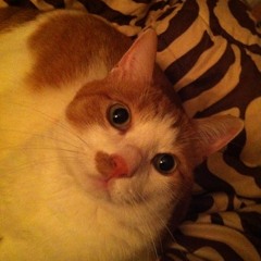 트위터 최초! 고양이 골골대는 소리를 들려드립니다.(응?) 라미 골골송 녹음했어요. :) 귀를 기울이셔야 들려요.