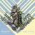Artwork for Motion City Soundtrack- Wait So Long (cover of Trampled by Turtles)