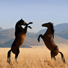 No Country for Old Mentalists