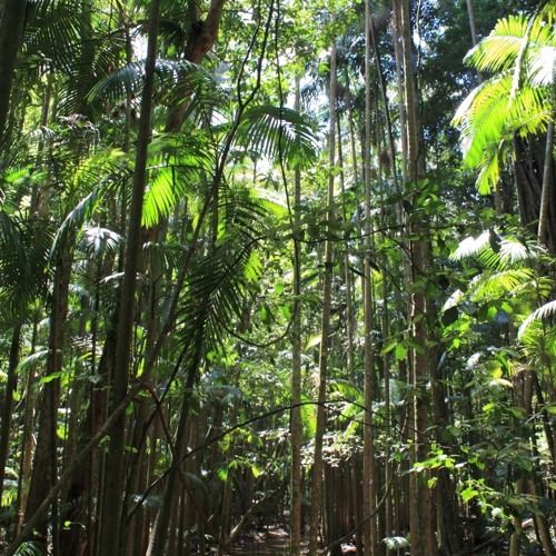Stream Australian Rainforest by Binaural Brisbane | Listen online for