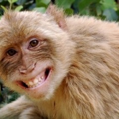 Capital Monkey - Crazy Animals