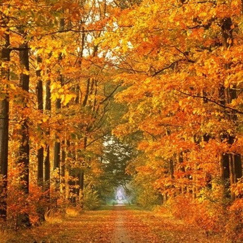 Autumn Walk