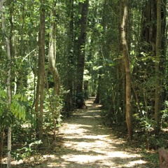 Walking track in Rainforest