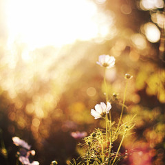 Ode To The Sun