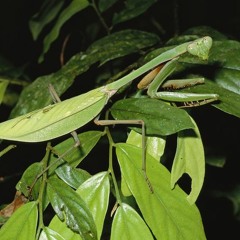 Praying Mantis