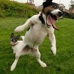 CAMINANDO A 20  - PERROZLOKOS