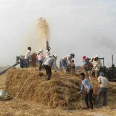 ខែស្រូវទុំ, ស៊ីន ស៊ីសាមុត