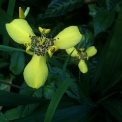 Project Nephilim - Indulge me [FREE DOWNLOAD]