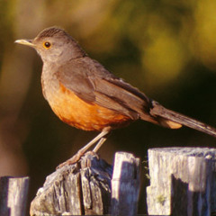 Dulces Pajaros al amanecer  11-11 11 5 40.am