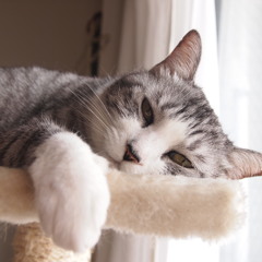 When you wish upon a star-3/15/2011 w/Savami