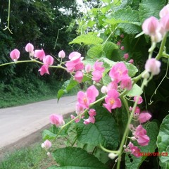 เพลงรัก ขิม + ขลุ่ย